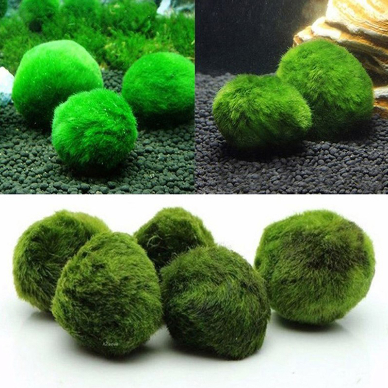 Marimo Moss Balls Live Aquariu - Aquarium Plant Roots recension och pris