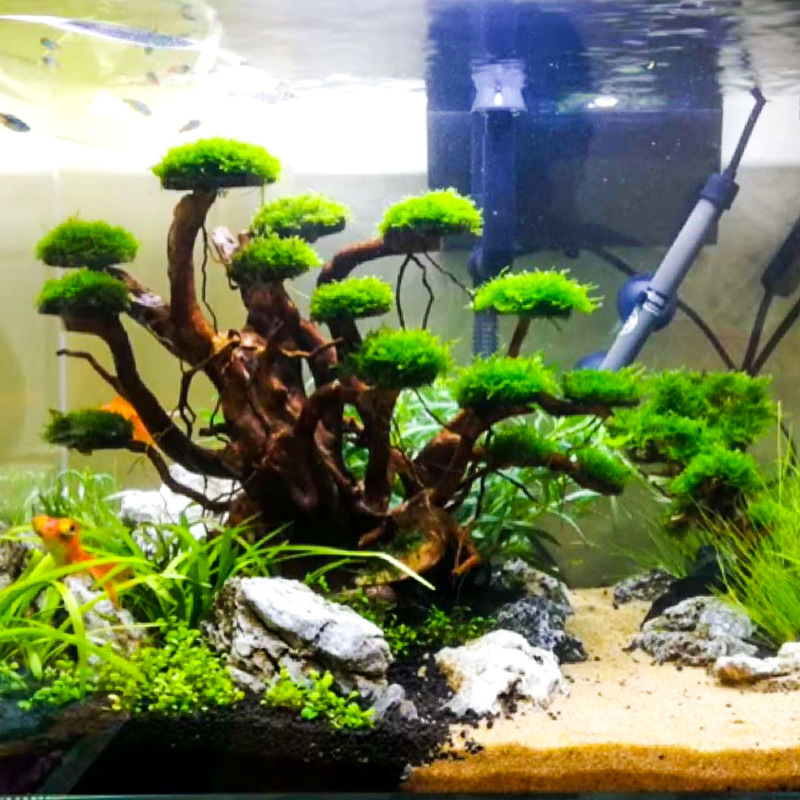 Aquarium Landscaping Moss Tree - Aquarium Planted Wood recension och pris